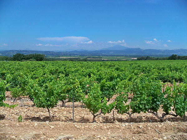 terroir-viticulture-massif-uchaux-lagarde-pareol